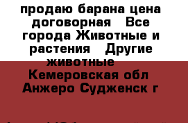 продаю барана цена договорная - Все города Животные и растения » Другие животные   . Кемеровская обл.,Анжеро-Судженск г.